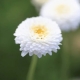 Huile essentielle Camomille Noble bio - fleur
